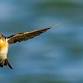 Bird Photography with OM SYSTEM - Werribee event image