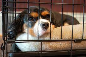 How long you'll be away: How To Crate Train Your Dog In Nine Easy Steps American Kennel Club