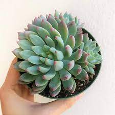 Echeveria, crassula, kalanchoe, haworthia, etc). Buy M D Farm And Nursery Succulent Plants Sedeveria Blue Giant Live Plant With Earthen Pot Online At Low Prices In India M D Farm And Nursery Succulent Plants Sedeveria Blue Giant Live Plant With