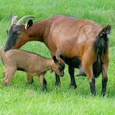 Information on raising and owning dairy, meat, fiber, and pack goats. Murciana Granadina Goat Buy Beef Chicken Online