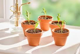 Image result for lavender cuttings