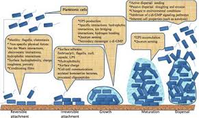 Maybe you would like to learn more about one of these? Frontiers Beyond Risk Bacterial Biofilms And Their Regulating Approaches Microbiology