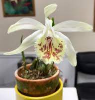 X confusa registered by ian butterfield in 1998. Pleione X Confusa Golden Gate Hcc Aos Slippertalk Orchid Forum