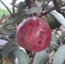 Maybe you would like to learn more about one of these? Bibit Tanaman Buah Jambu Biji Ungu Australia Higaragro