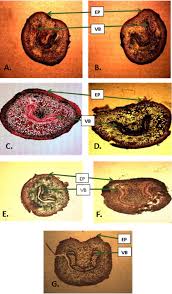 Image result for Pteris atrovirens