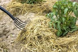 We did not find results for: Using Hay As Mulch Tips On Mulching Your Garden With Hay