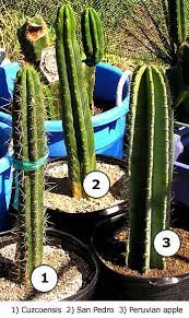 San pedro cactus fruit edible. Sacred Cactus Trichocereus Pachanoi Peruvianus San Pedro Cactus