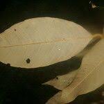 Image result for Parinari excelsa