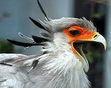 Snakes have many enemies in their natural habitat, with large birds of prey like eagles, hawks, griffon vultures, and kites among them. Secretarybird Wikipedia