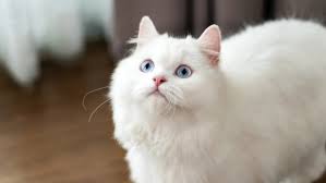 Sensual Feline Reading: Dive Into Hidden Pleasures