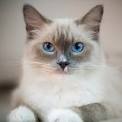Ragdoll Cat Breeders Near Me - Cat Kingpin