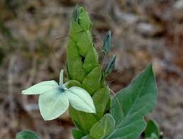 Image result for Ecbolium amplexicaule