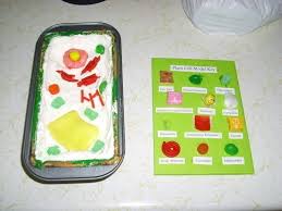 We did not find results for: Plant Cell Model A S More Cooking On Cut Out Keep Creation By Frankencat