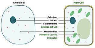 Plant cell membrane vs animal cell membrane. Cell Membrane Structure Function Expii