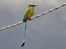 Check spelling or type a new query. Turquoise Browed Motmot Eumomota Superciliosa Birds Of The World