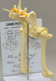 Maybe you would like to learn more about one of these? Pelvis Anatomy The Institute Of Canine Biology