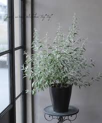 シルバーリーフのグミの木 ロシアンオリーブ 同梱不可 すべての商品 Junk Sweet Garden Tef Tef