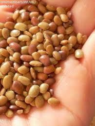 Image result for Macrotyloma uniflorum