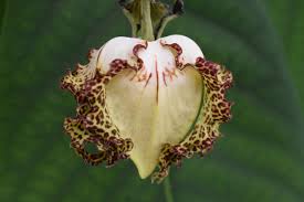 Image result for Monodora grandidieri