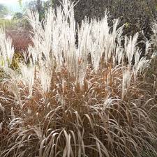 Miscanthus Sinensis Var Purpurascens Herkules Chinaschilf Graser Sonnige Standorte Mittelgrosse Graser Pflanzenvers Gras Pflanzen Chinaschilf