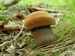 Image result for Sutorius eximius