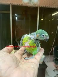 Petsense is america's hometown pet store and the leading provider of pet supplies and services in small markets throughout the country. 77 Angry Birds Bd Pet Shop Ideas In 2021 Pet Shop Angry Birds Birds