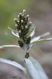 Image result for Gnaphalium