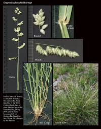 Image result for Eragrostis porosa