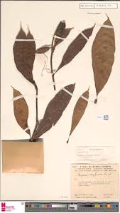 Image result for Cheilanthes angustifrondosa