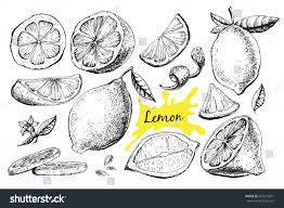 Vector Hand Drawn Lime Or Lemon Set Whole Lemon Sliced Pieces Half Leafe And Seed Sketch Fruit Engraved Style Il How To Draw Hands Lemon Drawing Lemon Set