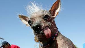 You'll see all clips appropriating your taste. Ugliest Dogs Of All Time Only An Owner Could Love These Faces