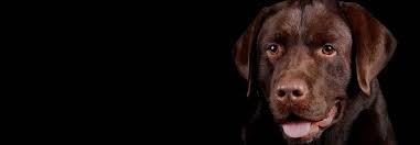 Find local labrador retriever puppies for sale and dogs for adoption near you. Labs 2 Love Inc A Northern California Labrador Rescuelabs 2 Love Rescue Save A Life Adopt A Labrador