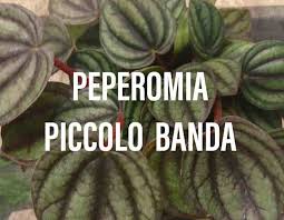 The peperomia is a fantastic little houseplant that is gaining popularity all the time. Peperomia Piccolo Banda Best Indoor Plant Gardening Brain