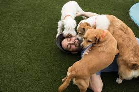 Pet grooming near san antonio, tx. Not Just A Pet Project Dog Day Care Part Of A Growing Pet Care Industry