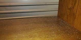 That's probably 18 inches by 3 feet of space. White Mold Growth In Your Home Causes Solutions Environix