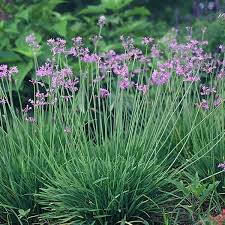 Image result for Tulbaghia sp. cf. violacea