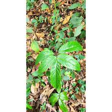 Image result for Afrohybanthus