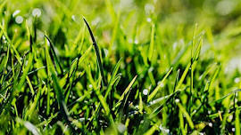 Home Gardener Series: Lawns & Turf Grass