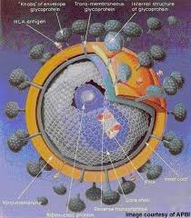 A description of these hiv drugs and how they work (part of the treatment decisions program), from the va national hiv website. Incb9471 Ccr5 Antagonist For Treatment Of Hiv Infection Clinical Trials Arena