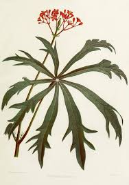 Image result for Jatropha multifida