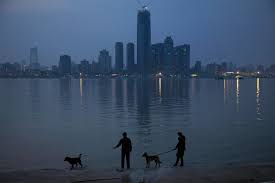 Learn about these chinese dog breeds with fascinating histories. A Chinese County Aims To Curb Dog Walking By Threatening To Kill The Dog The New York Times