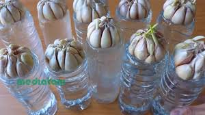 Sebelum membahas tentang cara tanam dari bawang putih, hal pertama yang perlu diketahui adalah kandungan gizi dari bawang putih. Cara Baru Menanam Bawang Putih Di Rumah Mediatani