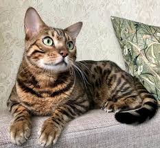 The name you are giving your kitten will be with it forever, therefore you must ensure that it is something unique and suitable. 60 Best Bengal Cat Names The Paws