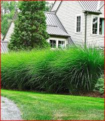 Pflanzen Als Sichtschutz Garten Sie Werden Unsere Referenz Lieben Von Sichtschutz Garten Pflanzen 247795 Angenehme Front Yard Plants Plants Grasses Landscaping