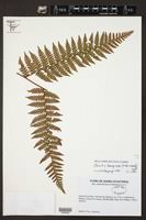 Image result for Megalastrum lanuginosum