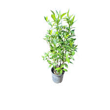 Image result for Psychotria succulenta