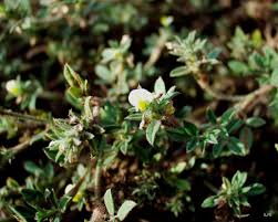 Image result for Stylosanthes fruticosa