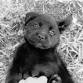 AmericanK9's *ADULTS ONLY* Sip & Snuggle event in Davidsonville, MD
