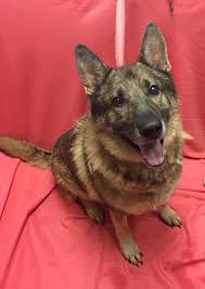 Dedicated to providing homeless german shepherds a second chance. Pomeroy Oh German Shepherd Dog Meet Rhett A Pet For Adoption