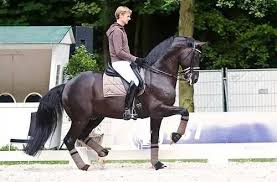 Edward gal is in his very own glimmer on earth, so, if you get your hands dirty with this thing, i'd suggest throwing on your hoodie. Moorland Totilas And Edward Gal Doing The Piaffe Dressage Horses Dressage Horse Equestrian
